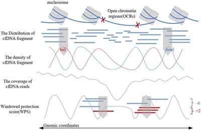 OCRFinder: a noise-tolerance machine learning method for accurately estimating open chromatin regions